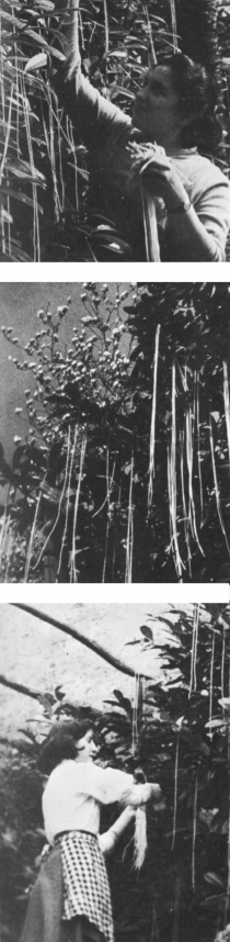 People pluck spaghetti from a tree